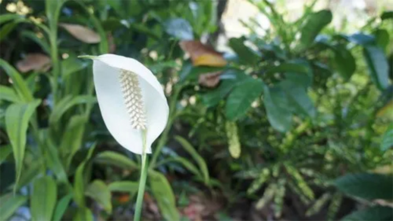 Peace Lily in Bedroom