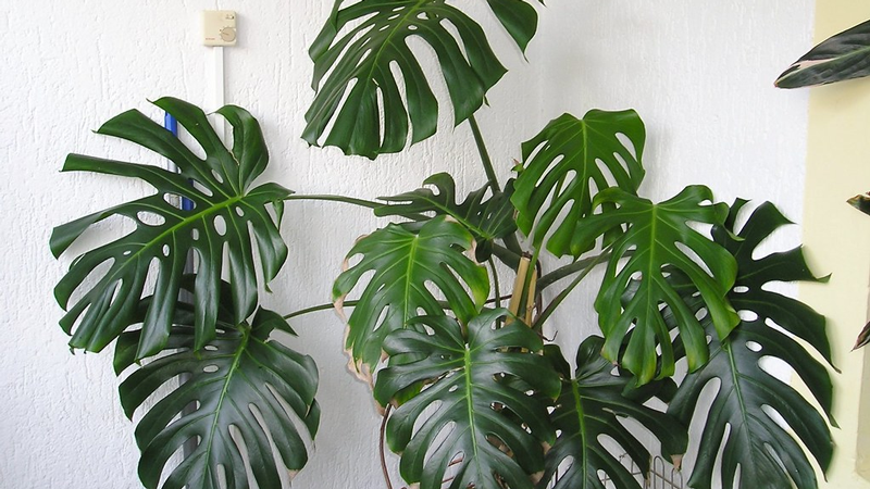 Plants for Boho Living Room