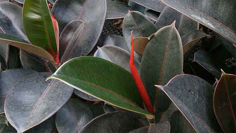 Rubber Plant (Ficus elastica)
