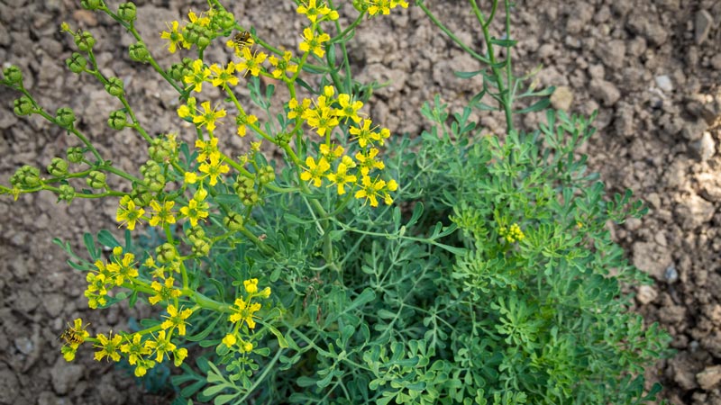 Rue (Ruta graveolens)