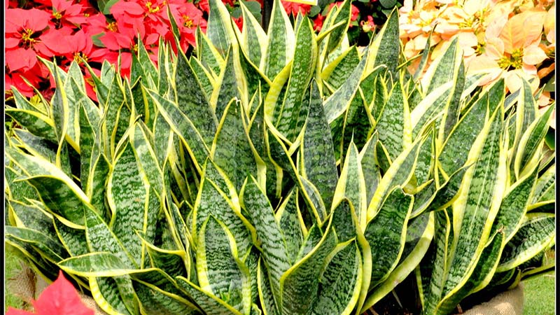 Snake Plant (Sansevieria trifasciata)