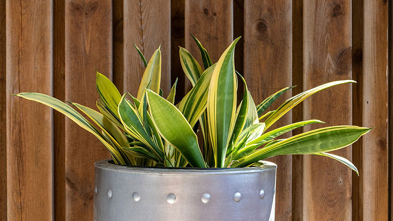Snake Plant (Sansevieria)