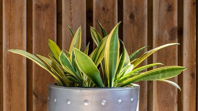 Snake Plant in Bathroom Feng Shui: Benefits and Tips