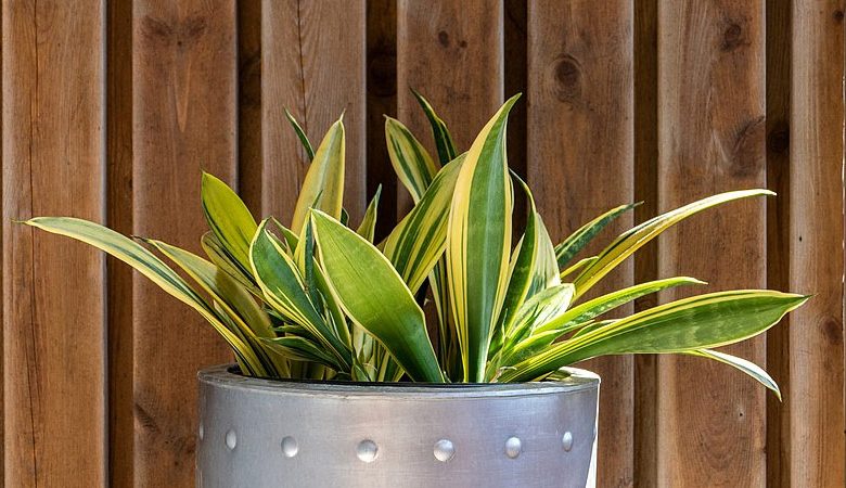 Snake Plant in Bathroom Feng Shui: Benefits and Tips