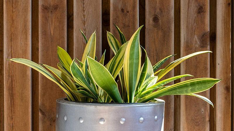 Snake Plant in Bathroom Feng Shui: Benefits and Tips
