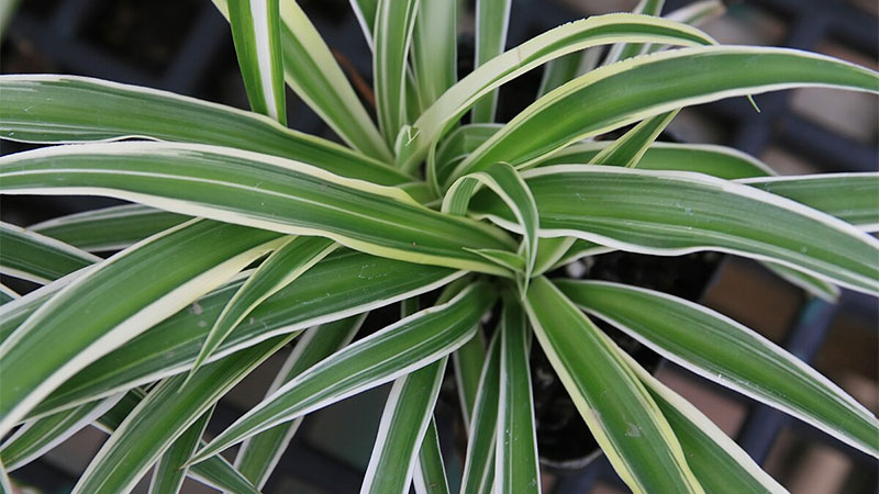 Spider Plant (Chlorophytum comosum)