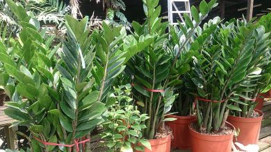The Best Air Purifying House Plants Safe For Dogs