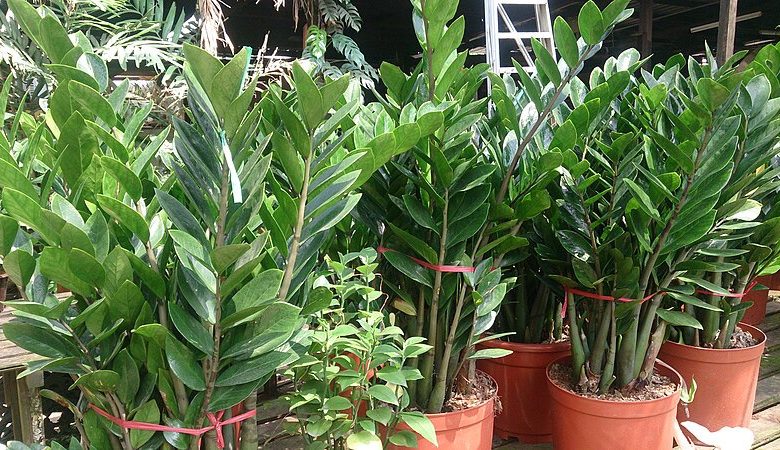 The Best Air Purifying House Plants Safe For Dogs