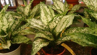 Chinese Evergreen in Bathroom: Benefits and Care Tips
