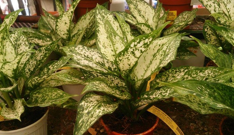 Chinese Evergreen in Bathroom: Benefits and Care Tips