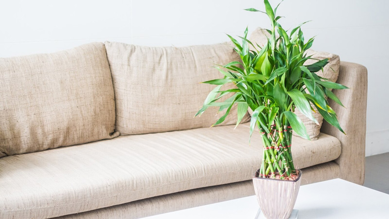 feng shui bamboo plant