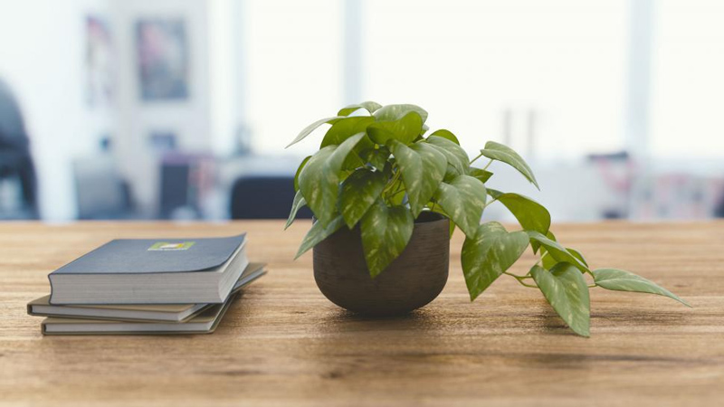 list of indoor air purifying plants