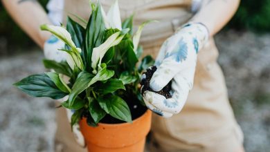 Peace Lily in Bedroom Feng Shui: Benefits and Tips