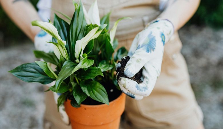 Peace Lily in Bedroom Feng Shui: Benefits and Tips