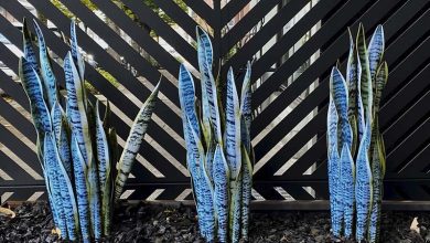 Snake Plant in Bathroom Without Window: Care Tips