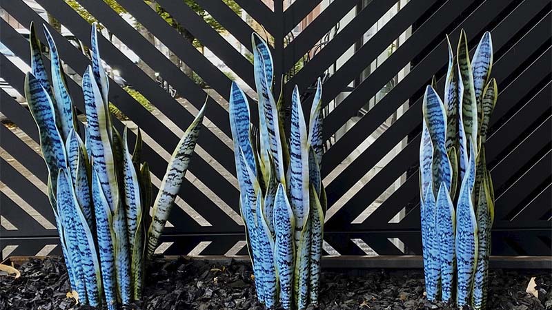 snake plant
