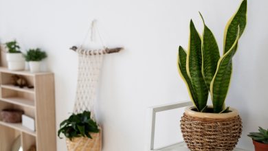 Benefits of Feng Shui Snake Plant in Bedroom