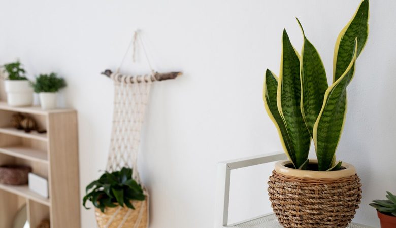 Benefits of Feng Shui Snake Plant in Bedroom