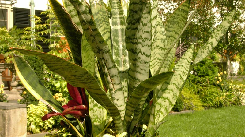 snake plant (sansevieria trifasciata)