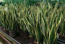 Best Indoor Air Purifying Plants