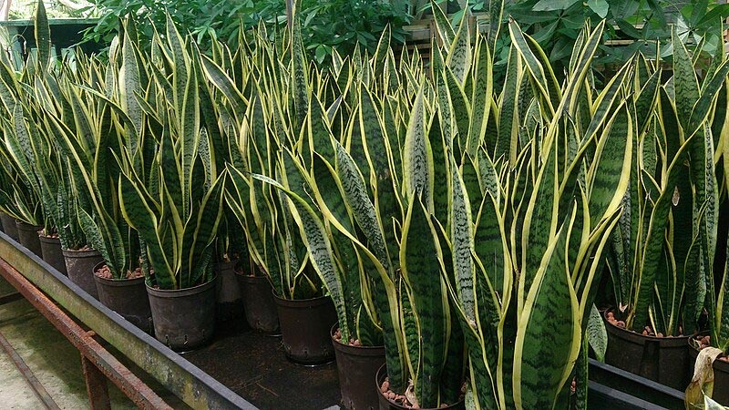 List Of The Best Indoor Air Purifying Plants
