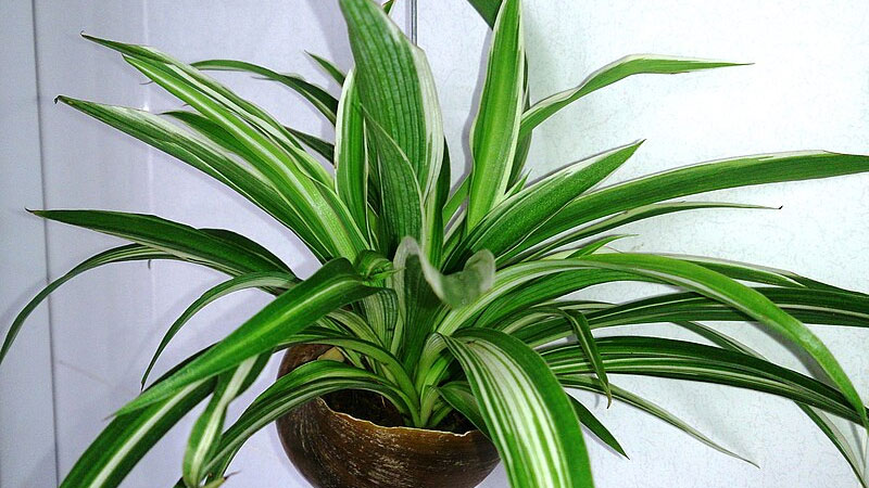 spider plant (chlorophytum comosum)