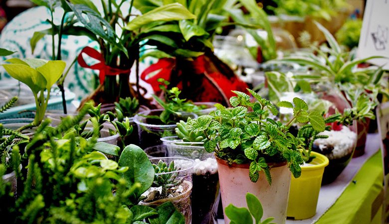 types of indoor plants and their benefits