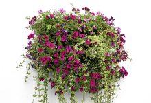 Trailing Plants for Hanging Baskets: Top 10 Cascading Choices