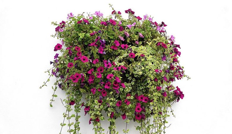 Trailing Plants for Hanging Baskets: Top 10 Cascading Choices