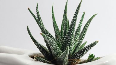Aloe Vera Plant in Office: Benefits and Care Tips