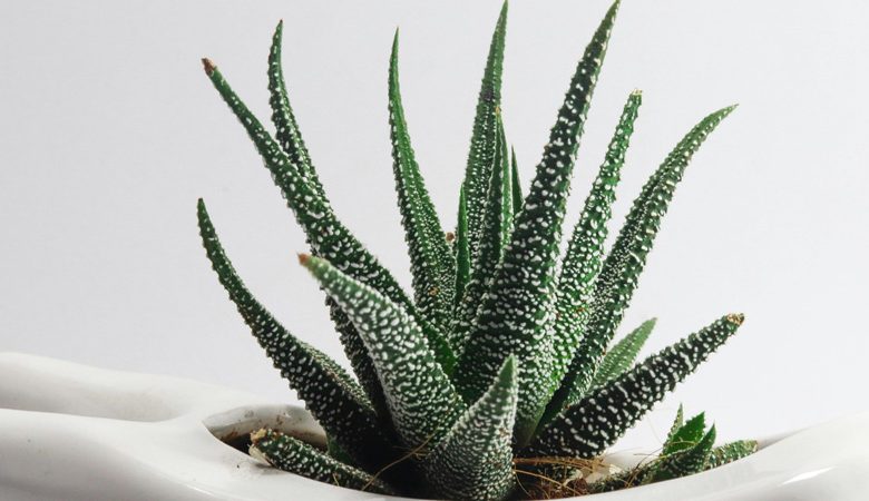 Aloe Vera Plant in Office: Benefits and Care Tips