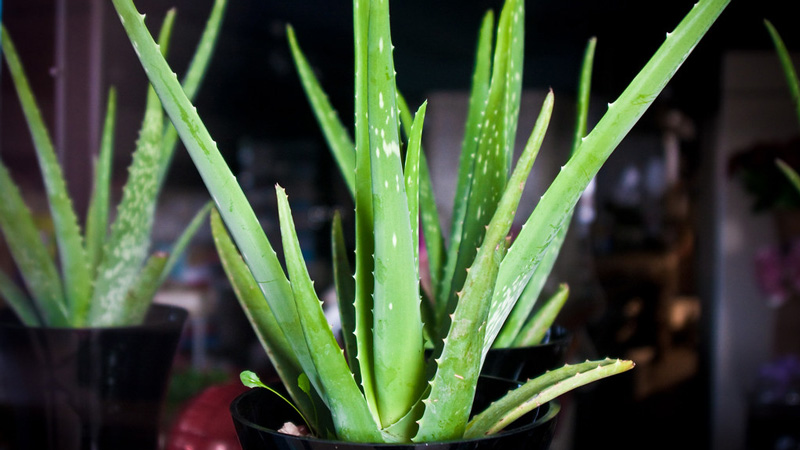 Aloe Vera Plant in Office