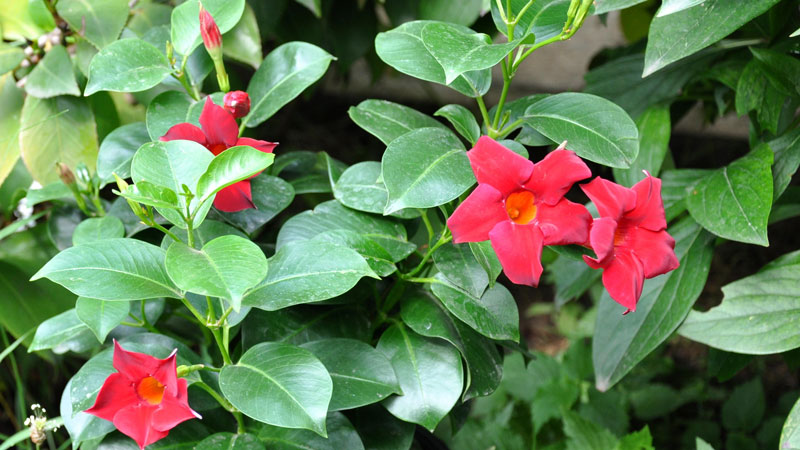  Brazilian Jasmine Plant Care Indoor