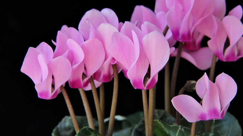 Cyclamen
