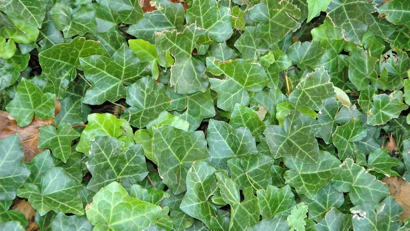 English Ivy (Hedera helix)