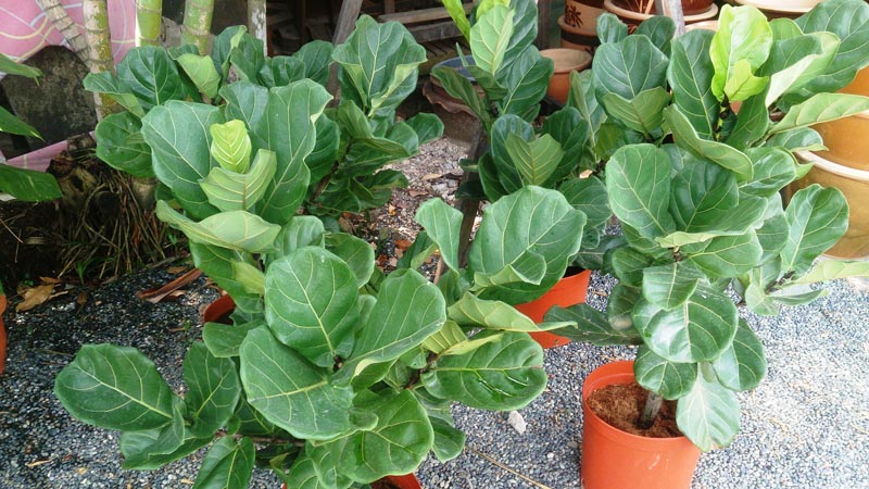 Fiddle Leaf Fig in Bathroom