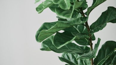 Fiddle Leaf Fig in Bathroom: What You Need to Know