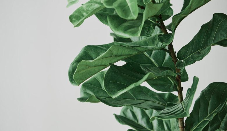 Fiddle Leaf Fig in Bathroom: What You Need to Know