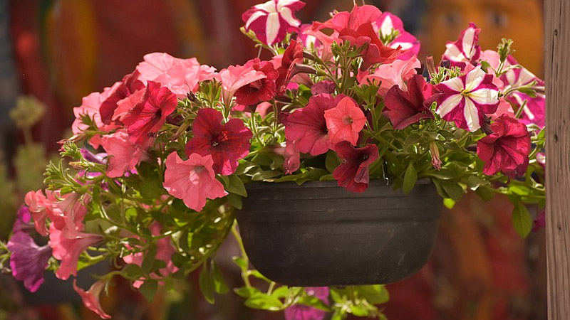 Why Hanging Baskets Deserve a Place in Your Garden?