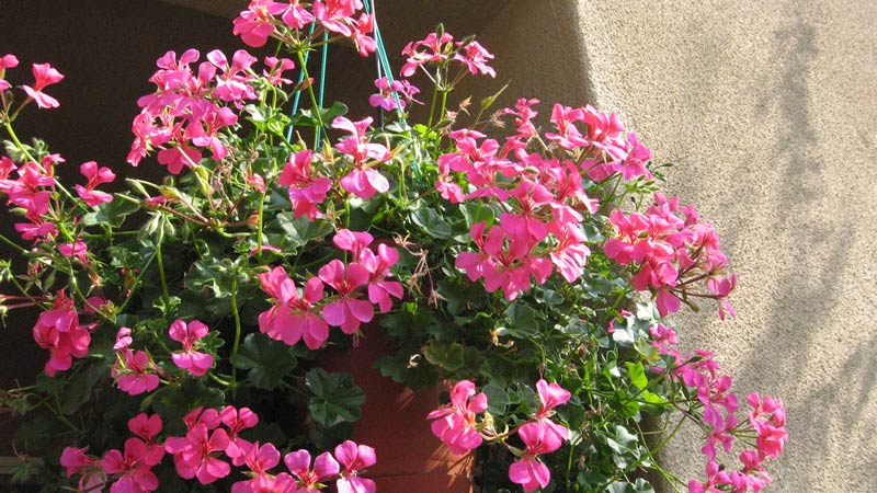Geraniums hanging in baskets