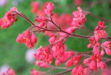 Best Plants for Winter Hanging Baskets: Top 10 Choices