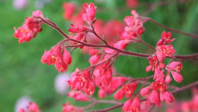 Best Plants for Winter Hanging Baskets: Top 10 Choices