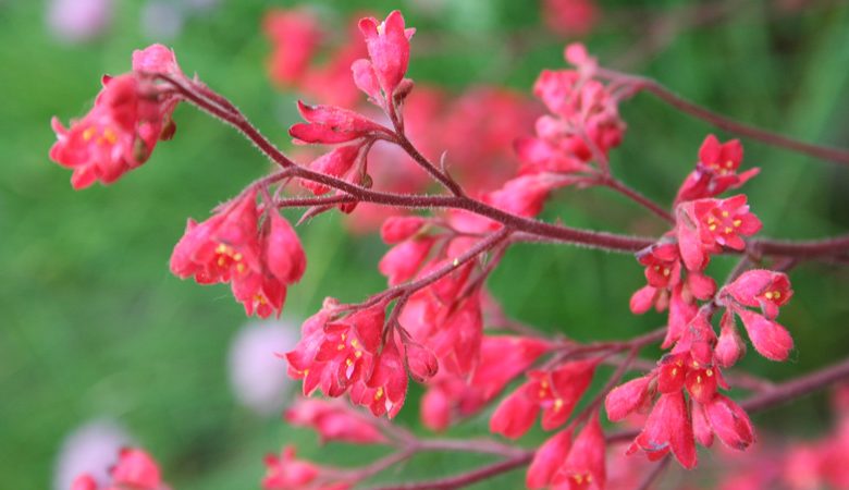 Best Plants for Winter Hanging Baskets: Top 10 Choices