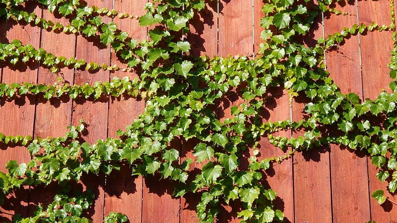 Hardy Pansies: Bright Blooms for Cold Weather