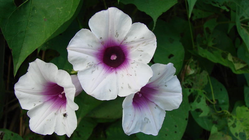 Sweet Potato Vine (Ipomoea batatas)