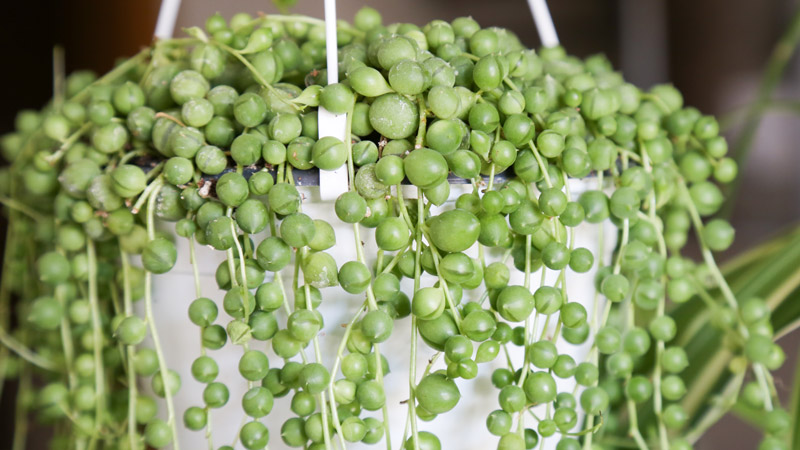 Trailing Plants for Hanging Baskets